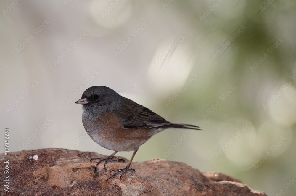 Southwest USA Beautiful Dark-eyed Junco is a medium-sized sparrow with a rounded head a short, stout bill and a fairly long, conspicuous tail. Southwest USA Beautiful Dark-eyed Junco is a medium-sized sparrow with a rounded head a short, stout bill and a fairly long, conspicuous tail.