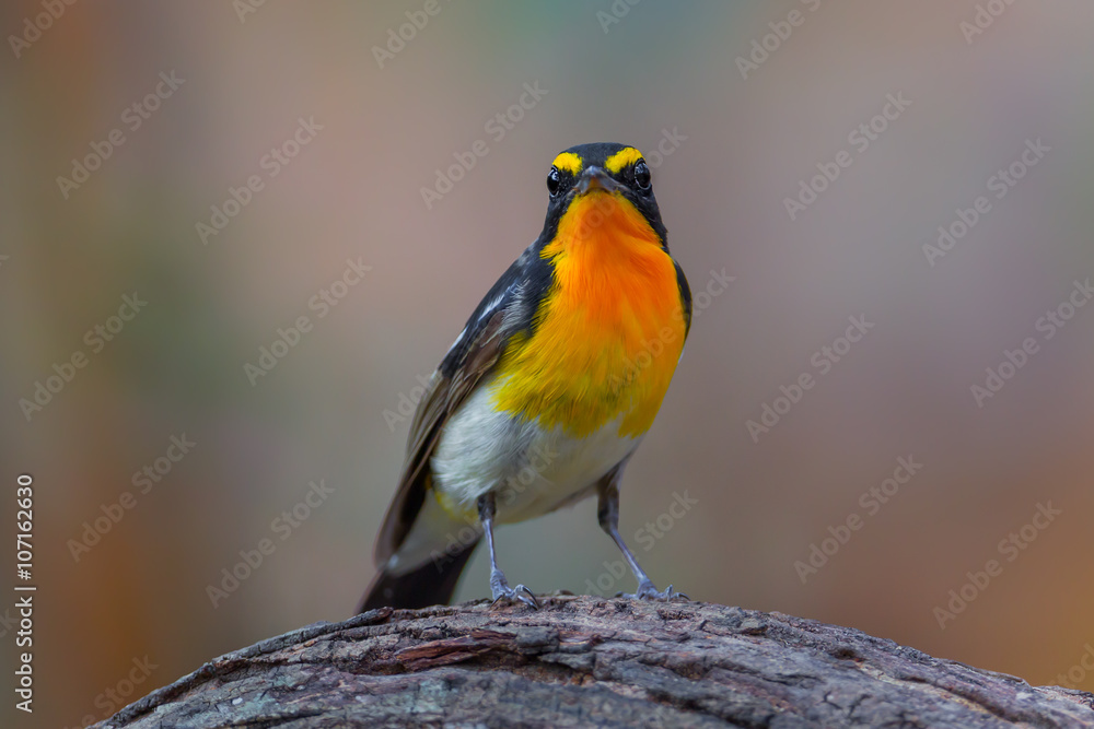 Narcissus flycatcher(Ficedula narcissina)  on the wood 