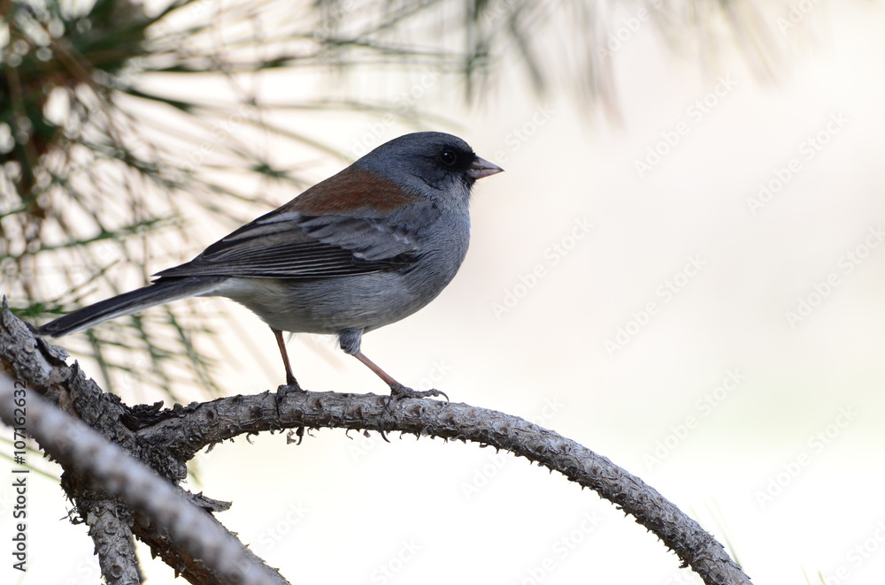 Fototapeta premium Southwest USA Beautiful Dark-eyed Junco is a medium-sized sparrow with a rounded head a short, stout bill and a fairly long, conspicuous tail.