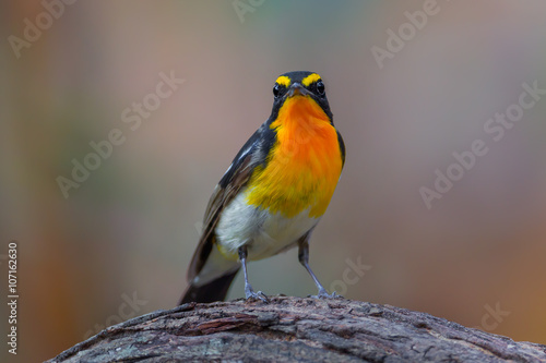 Narcissus flycatcher(Ficedula narcissina) on the wood 