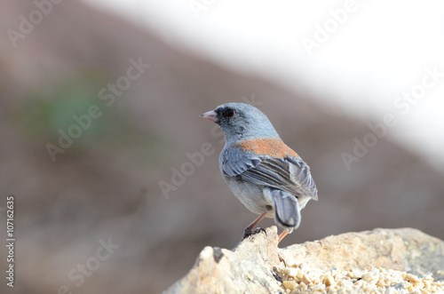 Southwest USA Beautiful Dark-eyed Junco is a medium-sized sparrow with a rounded head a short, stout bill and a fairly long, conspicuous tail.