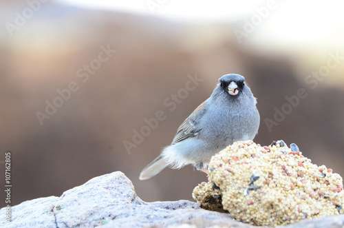Southwest USA Beautiful Dark-eyed Junco is a medium-sized sparrow with a rounded head a short, stout bill and a fairly long, conspicuous tail.