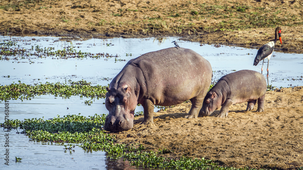 Hippopotamus in Kruger National park, South Africa Hippopotamus in Kruger National park, South Africa