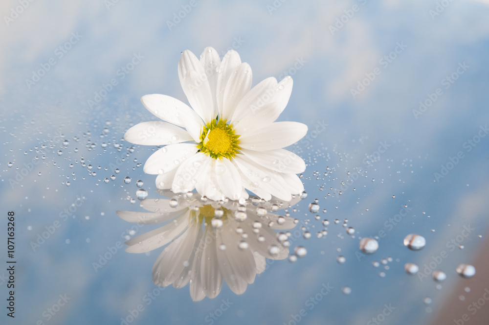 fresh white daisy with water droplets and a reflection fresh white daisy with water droplets and a reflection