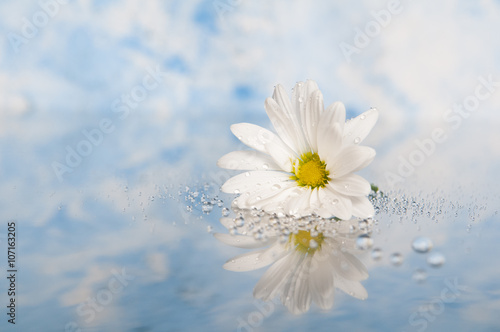 fresh white daisy with water droplets and a reflection