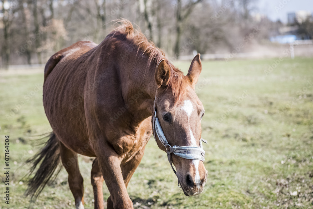 horses rescued from the slaughterhouse horses rescued from the slaughterhouse