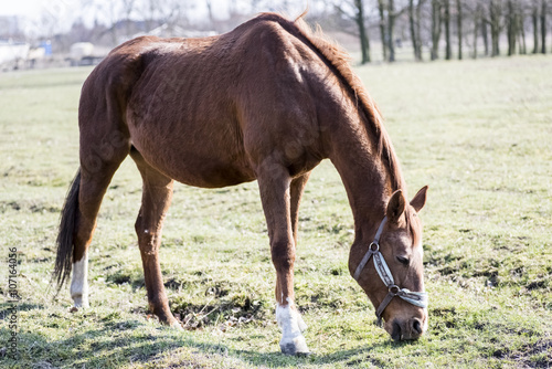 Fototapeta Naklejka Na Ścianę i Meble -  horses rescued from the slaughterhouse