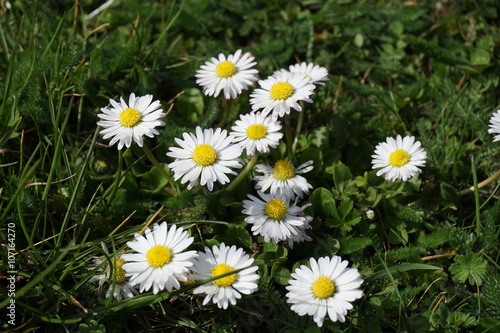 Daisy flowers blooming on the meadow