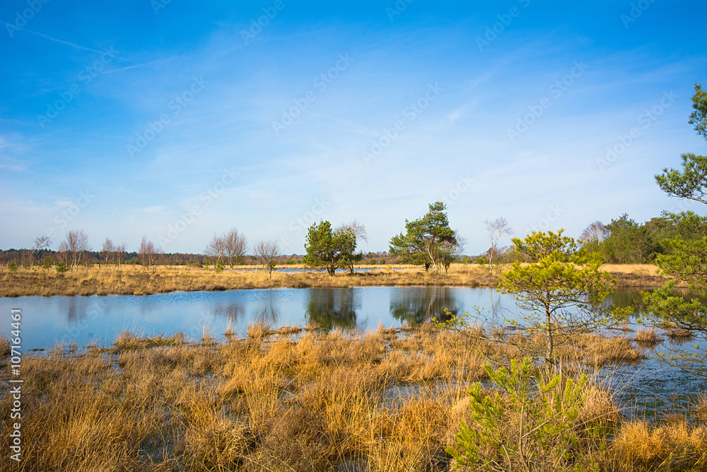 Fototapeta premium Frühlingsbeginn im Gildehauser Venn