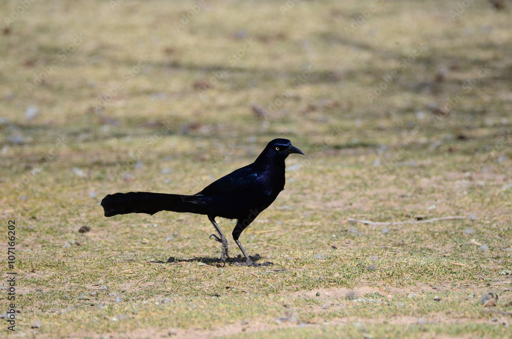 Southwest USA Beautiful Great-tailed Grackle Male are black with yellow eyes, and black bills and legs. Females are dark brown above, paler below, Southwest USA Beautiful Great-tailed Grackle Male are black with yellow eyes, and black bills and legs. Females are dark brown above, paler below,