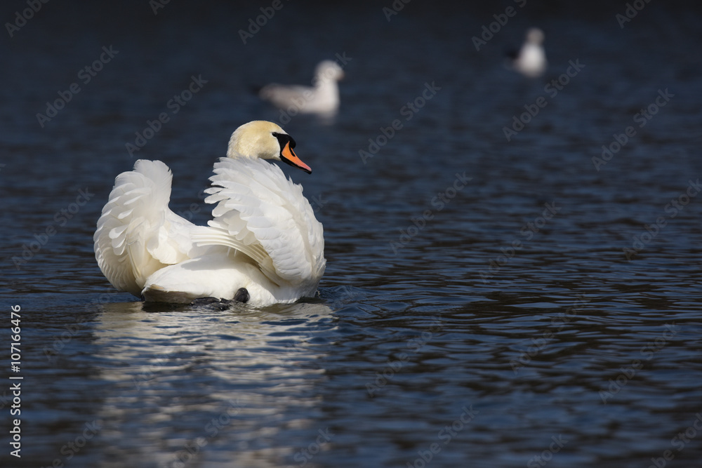 Mute Swan, cygnus olor