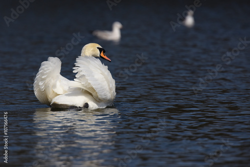 Mute Swan  cygnus olor