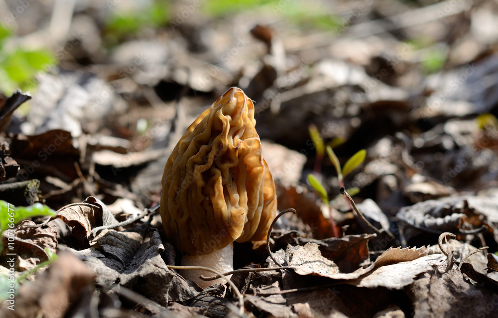 Morel mushroom