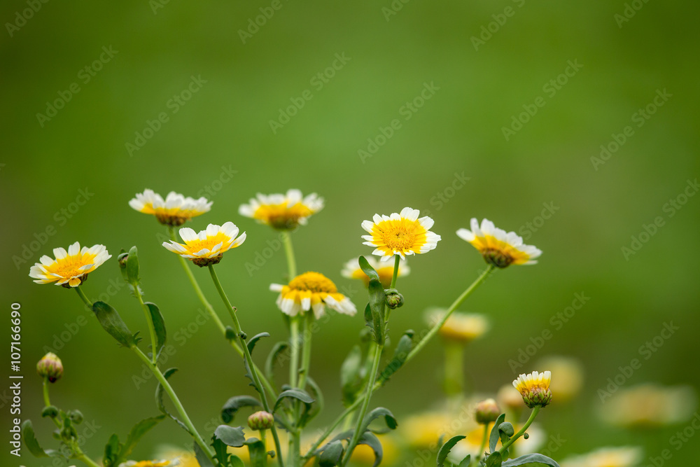 Wild chrysanthemum with green background Wild chrysanthemum with green background