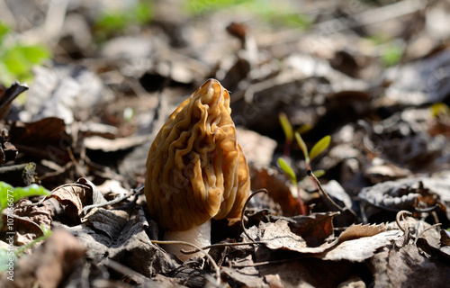 Obraz na płótnie Morel mushroom w salonie