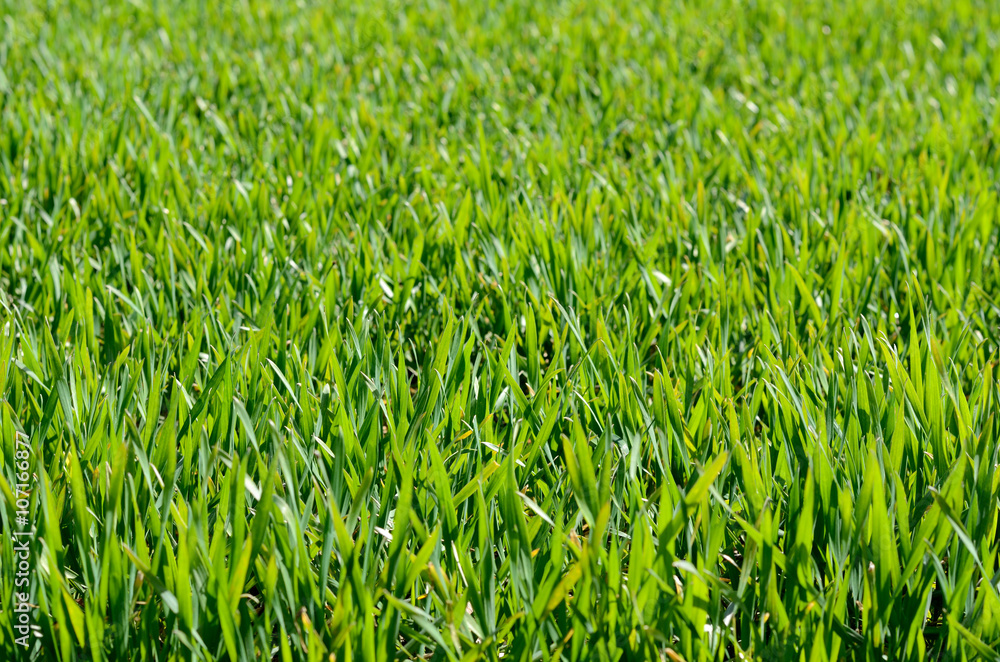 Green grass