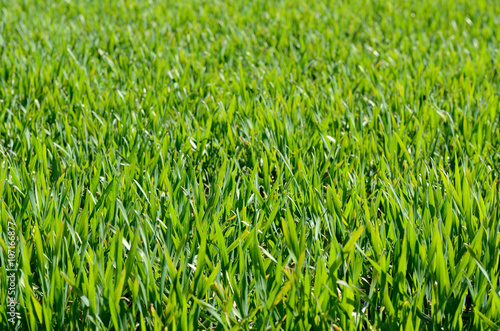 Obraz na płótnie Green grass w salonie