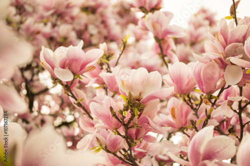 Rosa Magnolienblüten im Frühling