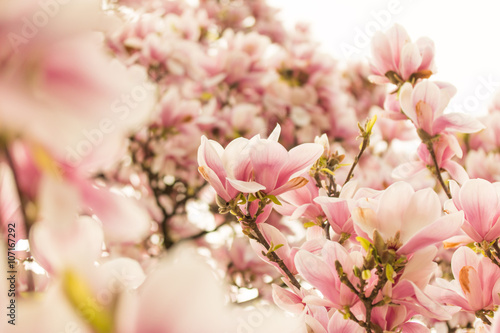 Rosa Magnolienblüten im Frühling