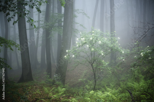 white flowers in forest fan...