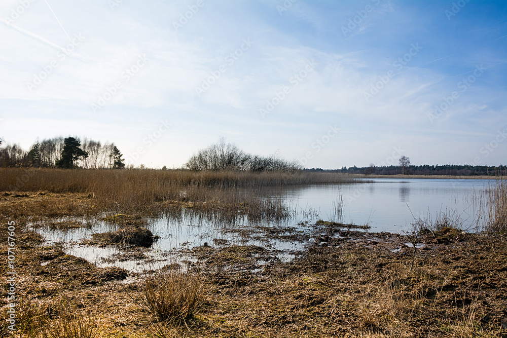 Fototapeta premium Frühlingsbeginn im Gildehauser Venn