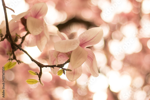 Rosa Magnolienblüten im Frühling