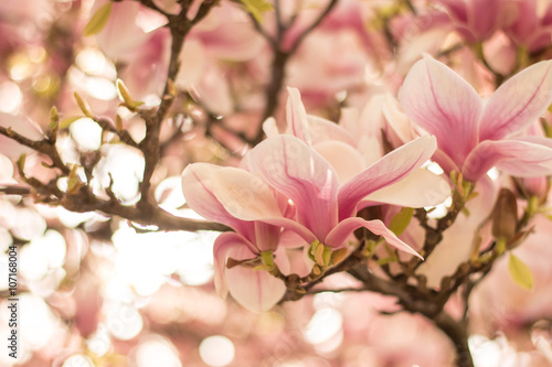 Rosa Magnolienblüten im Frühling © Patrick Daxenbichler
