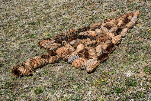 Conceptual image of pine cones in tree shape. Tree Symbol.