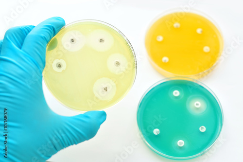 Fotografia Antimicrobial susceptibility testing in petri dish
