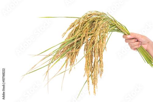 Golden rice spikes, rice isolated, Ears of rice
