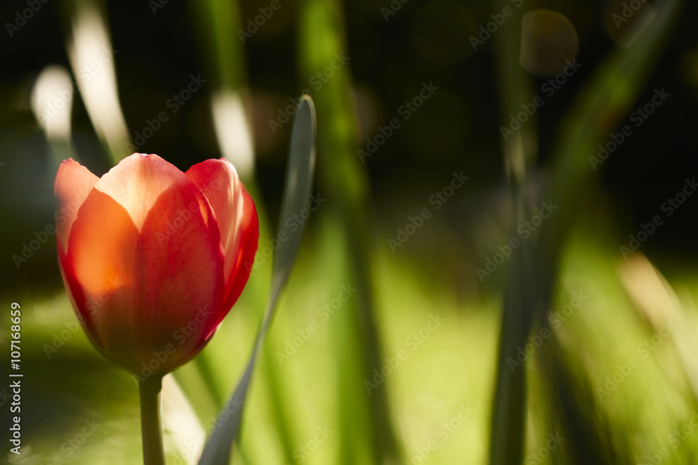 Fototapeta premium Rote Tulpe