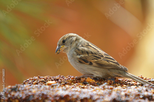 Colorful wild bird eating from a bird seed block feeder