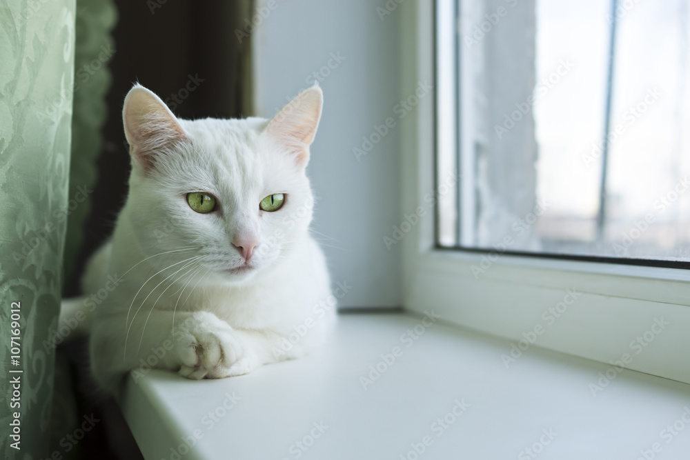 Cat with paw on paw