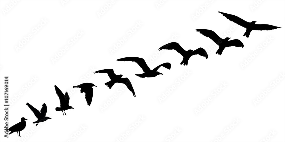 Naklejka premium Bird silhouette fly off concept. Vector illustration