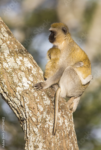 Vervet monkey mother holding her infant tight photo