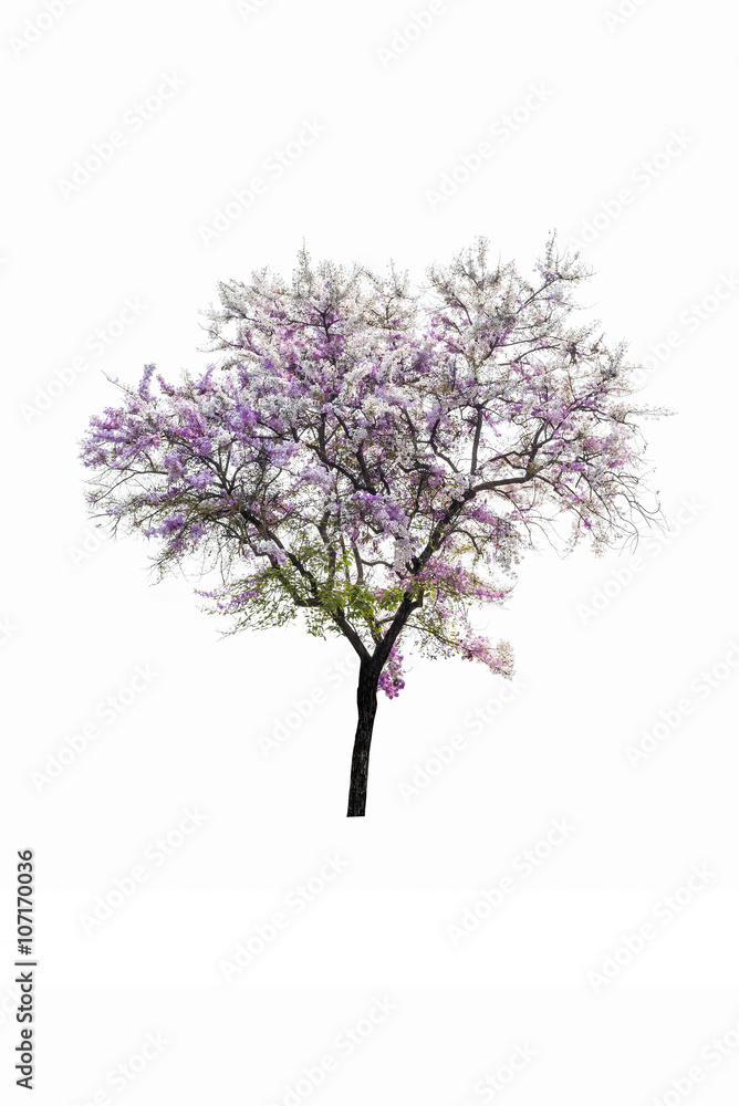 Naklejka premium Giant tree isolated on white
