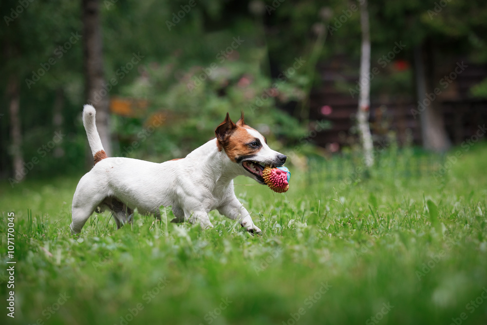 Dog breed Jack Russell Terrier walks on nature
