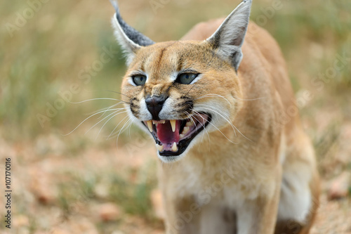 Quadro em tela Caracal portrait in Namibia