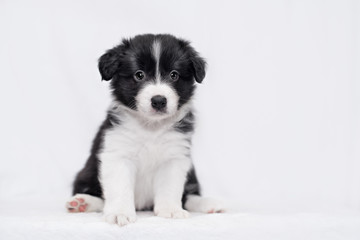 Border collie puppy