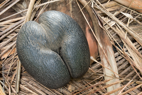 seychelles edemic species coconut named coco de mer photo
