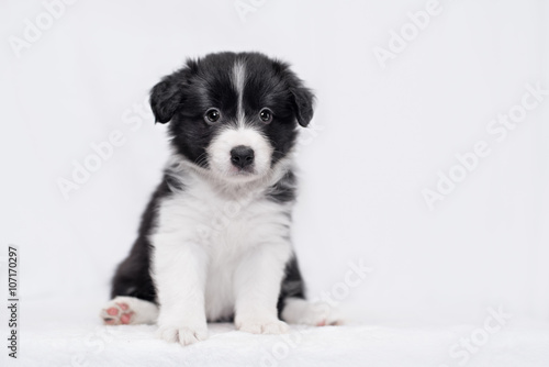 Fotografia, Obraz Border collie puppy