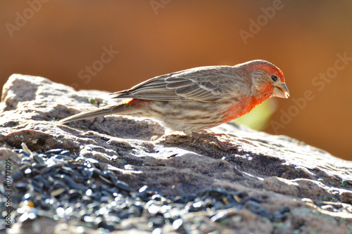 Southwest USA Beautiful Red Male House Finches are small bright orangish red on forehead, throat, and breast Brown back streaking thick grayish bill photo