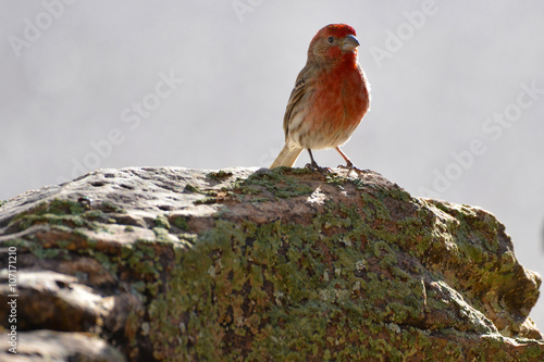 Southwest USA Beautiful Red Male House Finches are small bright orangish red on forehead, throat, and breast Brown back streaking thick grayish bill photo