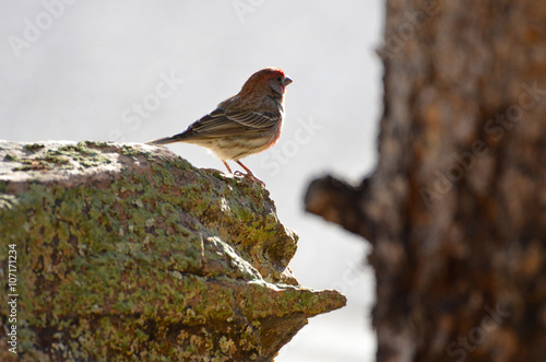 Southwest USA Beautiful Red Male House Finchesare small, short wings. Bright orangish red on forehead, throat, and breast Brown back streaking thick grayish bill, shallow notch in its tail. photo