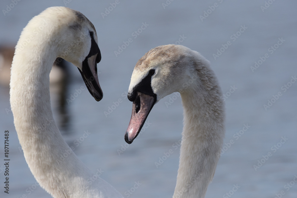 Fototapeta premium Mute Swan, cygnus olor