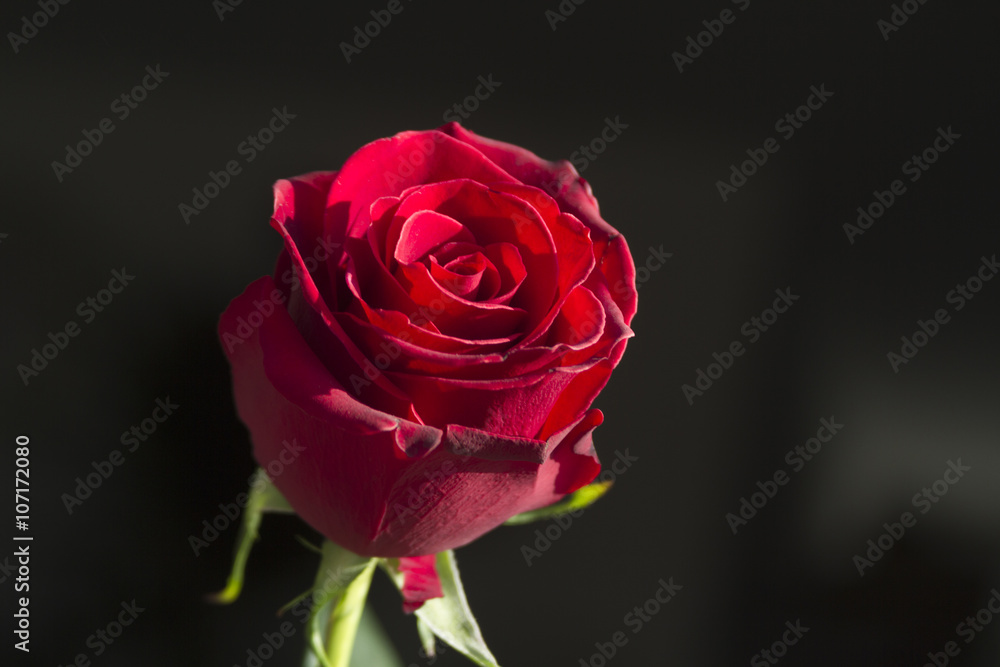 Close up of red rose with space for text 7 Close up of red rose with space for text 7