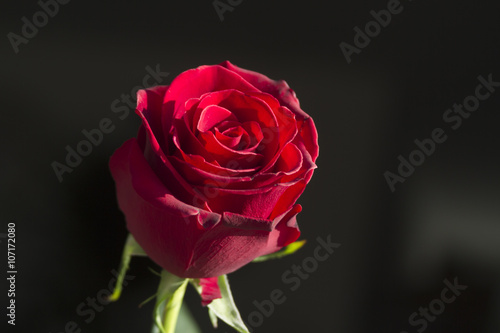 Close up of red rose with space for text 7
