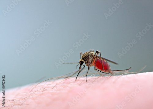 mosquito