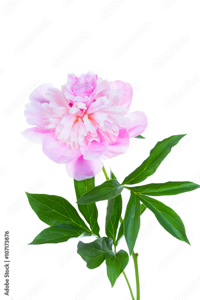 blossoming pink peony, isolated on a white background blossoming pink peony, isolated on a white background
