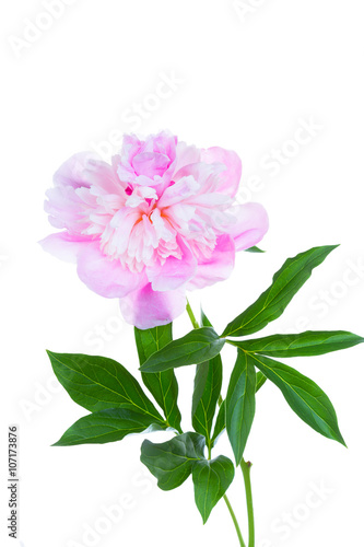 blossoming pink peony, isolated on a white background